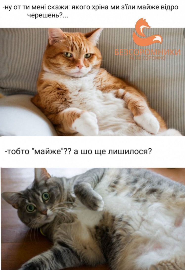 Курьезные мемы о лете, в которых ты точно узнаешь себя - 518080 Курьезные мемы о лете, в которых ты точно узнаешь себя - фото 518080