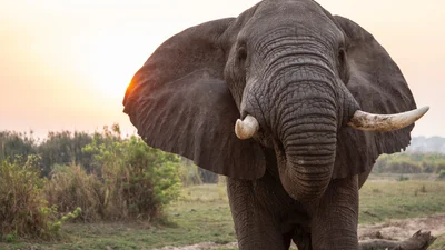 Огромный слон снова ворвался в дом озадаченных людей, чтобы поесть