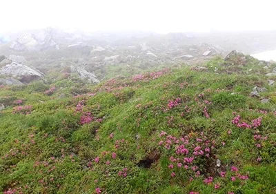 Вершины Карпат покрыло цветения руты, из-за чего горы стали фиолетовыми - фото 518778
