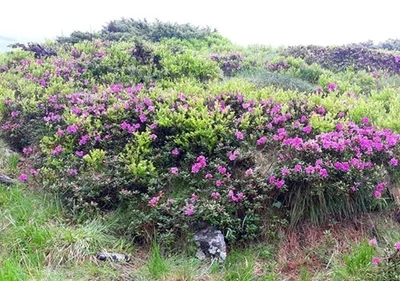 Вершины Карпат покрыло цветения руты, из-за чего горы стали фиолетовыми - фото 518779