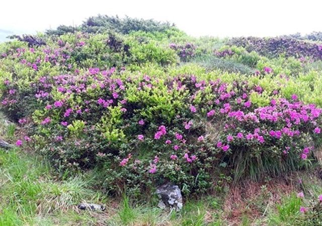 Вершини Карпат захопило цвітіння рути, і гори стали фіолетовими - фото 518779