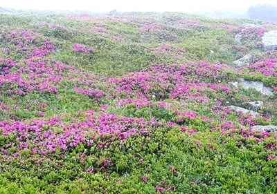 Вершины Карпат покрыло цветения руты, из-за чего горы стали фиолетовыми - фото 518780