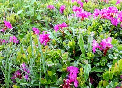 Вершины Карпат покрыло цветения руты, из-за чего горы стали фиолетовыми - фото 518783