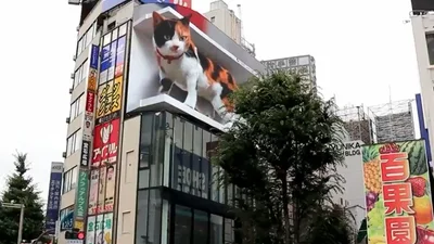 В Токио установили рекламный баннер с огромной 3D-кошкой, которая как живая