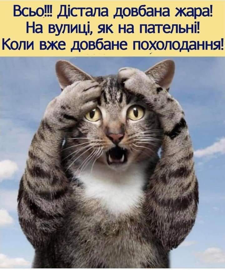 Адская жара - главная тема для забавных мемов в интернете - 519569 Адская жара - главная тема для забавных мемов в интернете - фото 519569