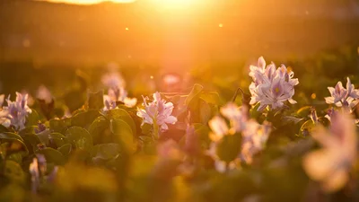 Гороскоп на сьогодні, 20 липня, для всіх знаків зодіаку