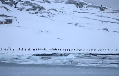 Тебя заворожат фото с кучей пингвинов в Антарктике возле станции Вернадского - фото 519706