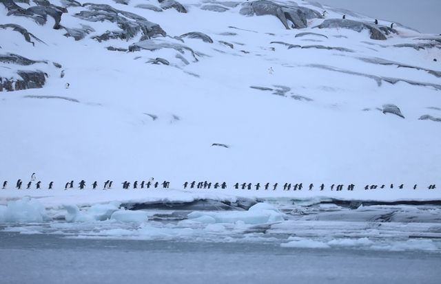 Тебе зачарують фото з купою пінгвінів в Антарктиці біля станції Вернадського - фото 519706