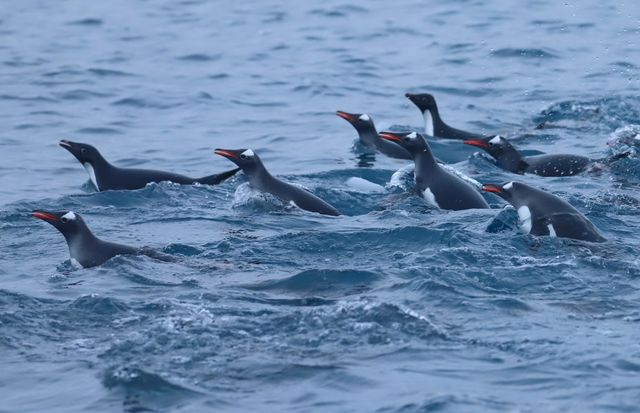 Тебе зачарують фото з купою пінгвінів в Антарктиці біля станції Вернадського - фото 519707
