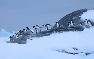 Тебя заворожат фото с кучей пингвинов в Антарктике возле станции Вернадского - фото 519708