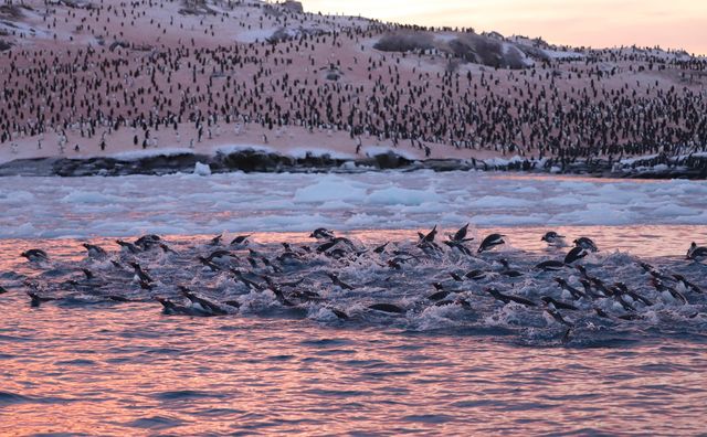 Тебе зачарують фото з купою пінгвінів в Антарктиці біля станції Вернадського - фото 519709