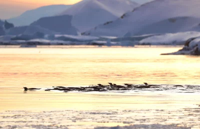 Тебя заворожат фото с кучей пингвинов в Антарктике возле станции Вернадского - фото 519710