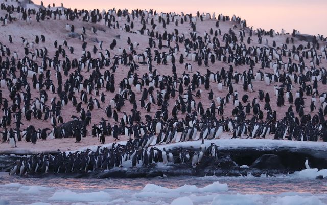 Тебе зачарують фото з купою пінгвінів в Антарктиці біля станції Вернадського - фото 519711