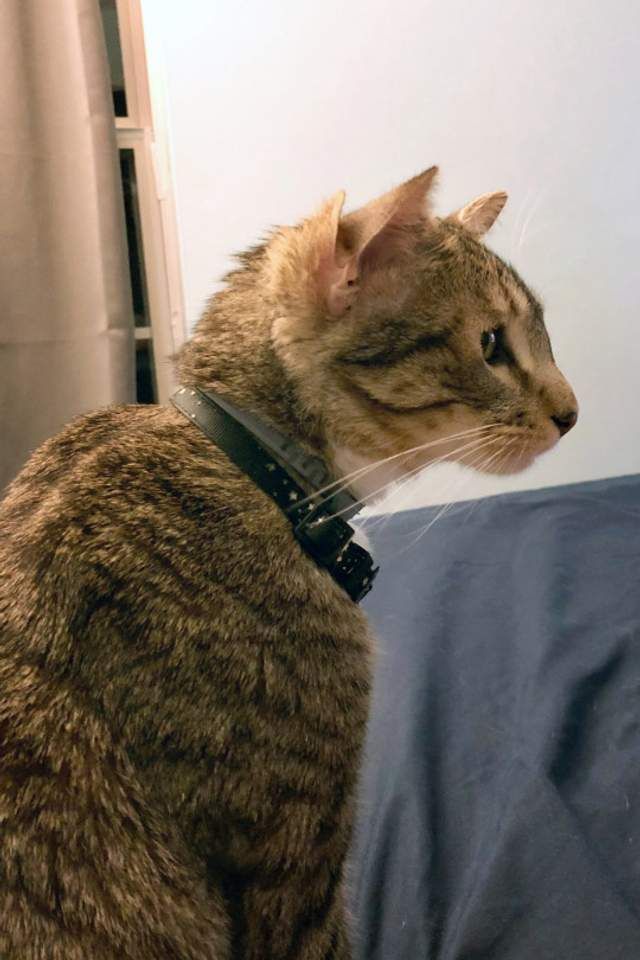 Тебя умилит этот котик, у которого четыре уха - 520254 Тебя умилит этот котик, у которого четыре уха - фото 520254