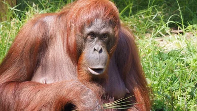 Дівчина загубила в зоопарку окуляри, але орангутанг не розгубився і став стилягою