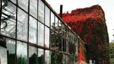 На ВДНГ відреставрували легендарну оранжерею, і ось, який вона має вигляд