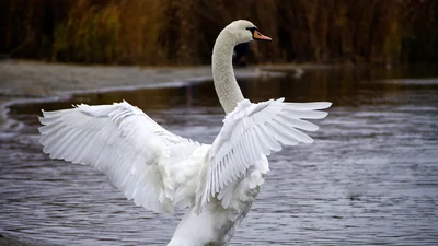 Лондонська поліція влаштувала гонитву за лебедем, і це розривне видовище
