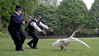 Лондонская полиция устроила погоню за лебедем, и это разрывное зрелище - фото 520776