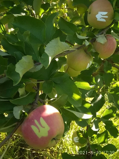 Вінницькі фермери виростили патріотичні яблучка до Дня Незалежності України - фото 521380
