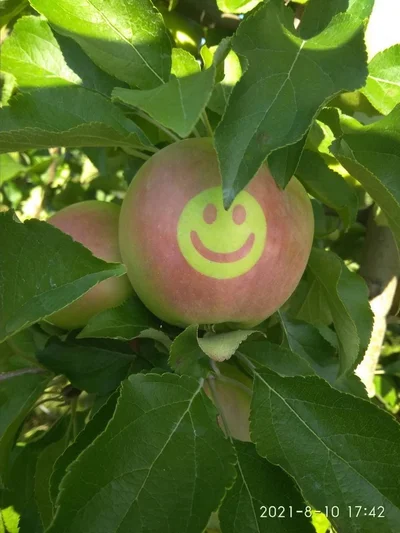 Вінницькі фермери виростили патріотичні яблучка до Дня Незалежності України - фото 521381