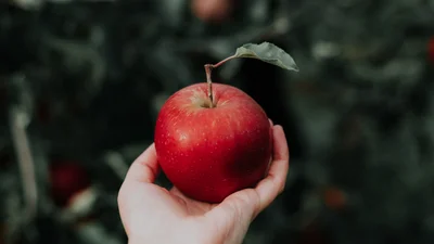 Вінницькі фермери виростили патріотичні яблучка до Дня Незалежності України