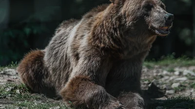 Мужчина испугался медведя, прятавшегося в мусоре – теперь он требует компенсацию