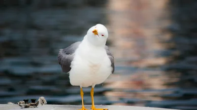 Ти довго реготатимеш з цієї чайки, яка нахабно пограбувала супермаркет