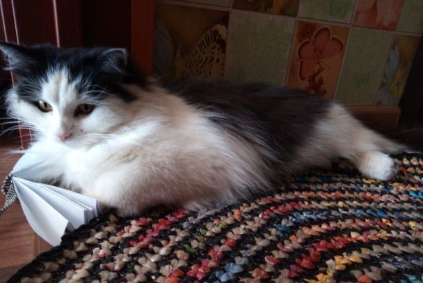 Женщина написала заявление на кота, который дразнит собак, но до суда дело не дошло - фото 522297