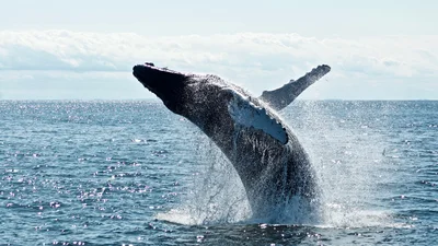 Ученые нашли останки кита, который ходил по суше