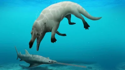 Вчені знайшли рештки кита, який ходив сушею - фото 522494
