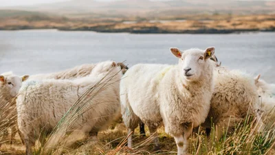 Австралийский фермер создал сердце из овец, и это очень зрелищно