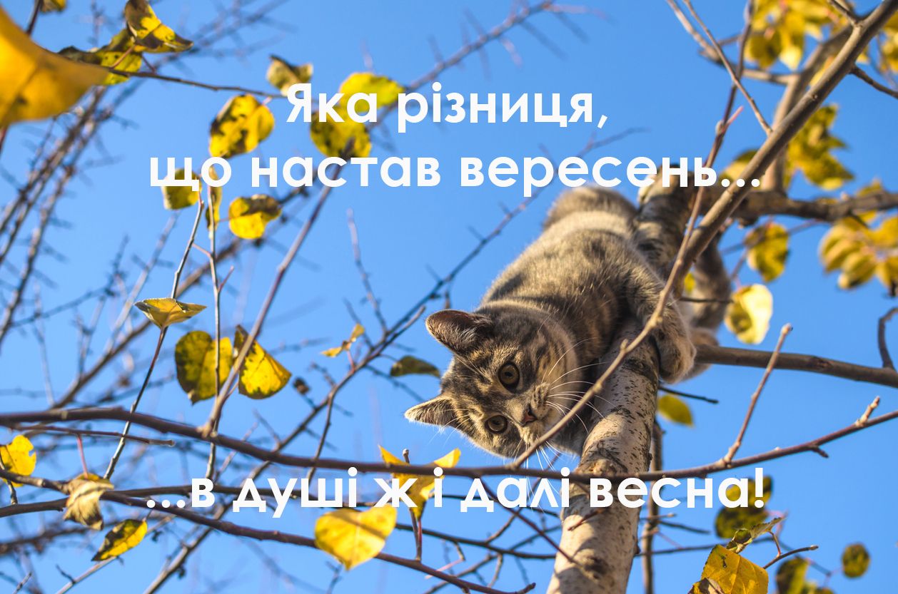 Перший день осені картинки прикольні українською - 522679 Перший день осені картинки прикольні українською - фото 522679