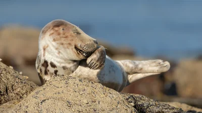 Финалисты конкурса забавных фото дикой природы 2021 развеселят тебя до слез