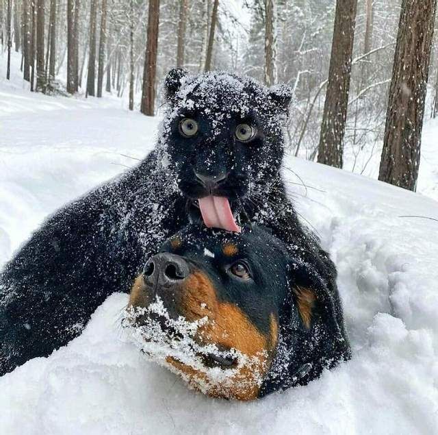 Сеть покоряют нелепые фото с животными, с которых ты будешь хохотать - 523120 Сеть покоряют нелепые фото с животными, с которых ты будешь хохотать - фото 523120