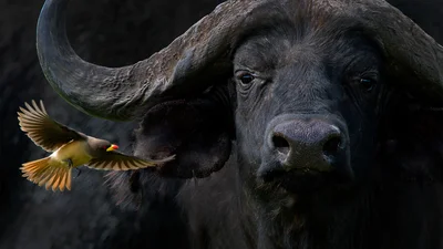 Победители конкурса фото птиц, которые застали пернатых в потешных позах и ситуациях