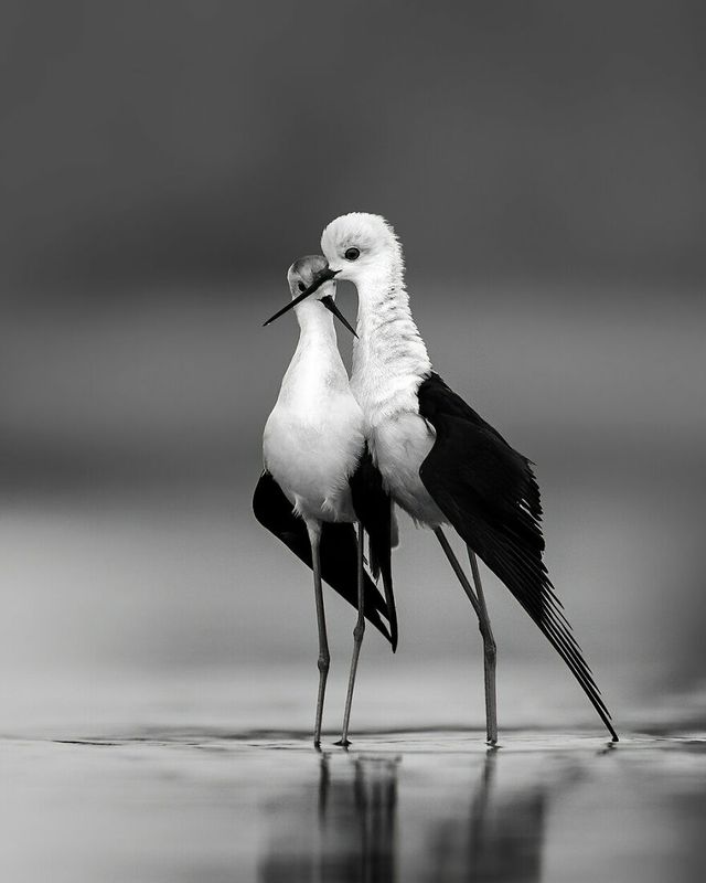 Победители конкурса фото птиц, которые застали пернатых в потешных позах и ситуациях - фото 523857