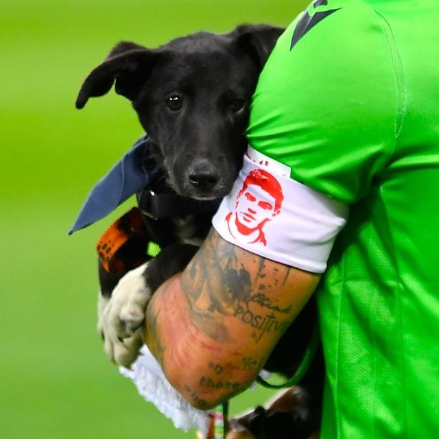 Румынские футболисты вышли на поле с бездомными собаками, и это разрыв сердечка - фото 524970