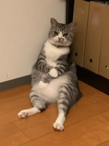 Котик задремал в странной позе, а проснулся звездой мемов - фото 525026