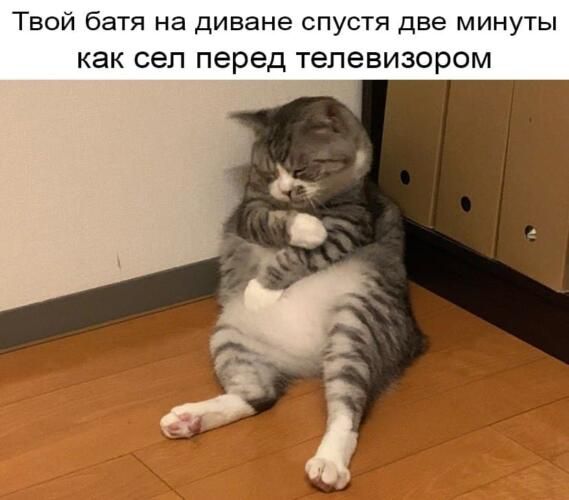 Котик задремал в странной позе, а проснулся звездой мемов - фото 525031