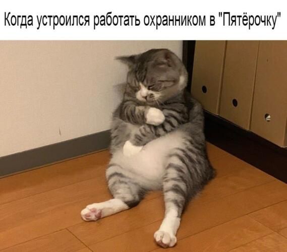 Котик задремал в странной позе, а проснулся звездой мемов - фото 525032
