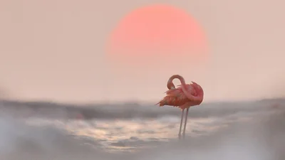 Финалисты конкурса "WildArt Photographer Of The Year" - фото природы невероятной красоты