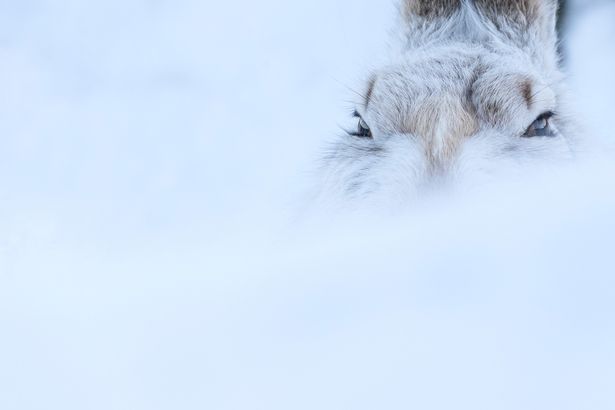 Финалисты конкурса 'WildArt Photographer Of The Year' - фото природы невероятной красоты - 525328 Финалисты конкурса 'WildArt Photographer Of The Year' - фото природы невероятной красоты - фото 525328