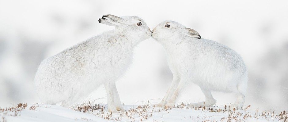 Финалисты конкурса 'WildArt Photographer Of The Year' - фото природы невероятной красоты - 525334 Финалисты конкурса 'WildArt Photographer Of The Year' - фото природы невероятной красоты - фото 525334