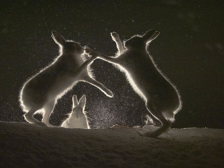Финалисты конкурса 'WildArt Photographer Of The Year' - фото природы невероятной красоты - 525338 Финалисты конкурса 'WildArt Photographer Of The Year' - фото природы невероятной красоты - фото 525338