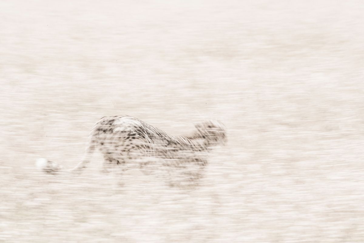 Финалисты конкурса 'WildArt Photographer Of The Year' - фото природы невероятной красоты - 525344 Финалисты конкурса 'WildArt Photographer Of The Year' - фото природы невероятной красоты - фото 525344