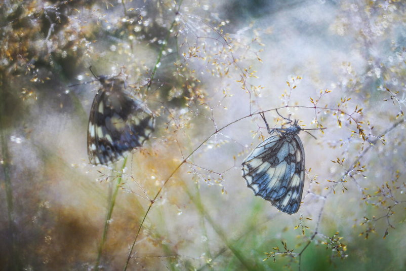 Финалисты конкурса 'WildArt Photographer Of The Year' - фото природы невероятной красоты - 525345 Финалисты конкурса 'WildArt Photographer Of The Year' - фото природы невероятной красоты - фото 525345