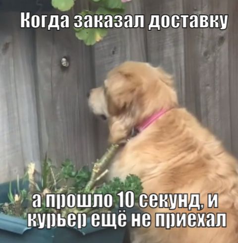 Песик, що любить шпигувати, став мемом про муки очікування - 525734 Песик, що любить шпигувати, став мемом про муки очікування - фото 525734