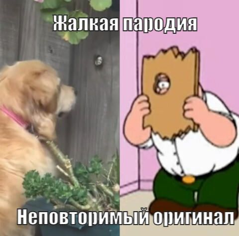 Песик, що любить шпигувати, став мемом про муки очікування - 525735 Песик, що любить шпигувати, став мемом про муки очікування - фото 525735
