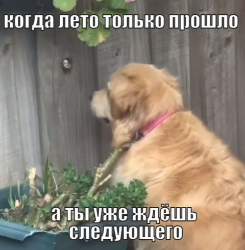 Песик, що любить шпигувати, став мемом про муки очікування - 525736 Песик, що любить шпигувати, став мемом про муки очікування - фото 525736