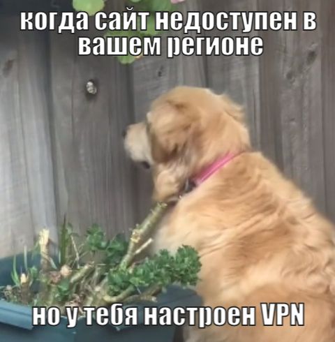 Песик, що любить шпигувати, став мемом про муки очікування - 525737 Песик, що любить шпигувати, став мемом про муки очікування - фото 525737